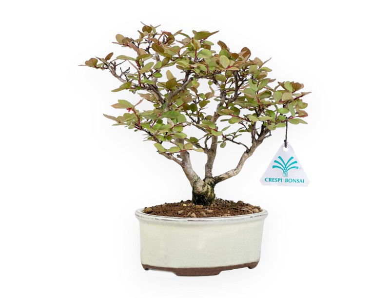 Lagerstroemia Indica - Crape Myrtle - 24 cm