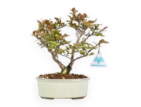 Lagerstroemia Indica - Myrte de Crêpe - 24 cm