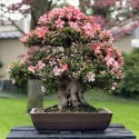 Rhododendron Indicum Laterinum Yata-no-Kagami - Azalée - 60 cm
