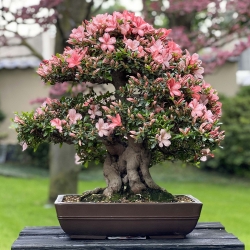 Rhododendron Indicum Laterinum Yata-no-Kagami - Azalée - 60 cm