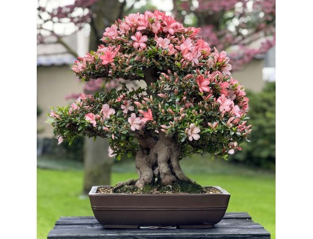 Rhododendron Indicum Laterinum Yata-no-Kagami - Azalée - 60 cm