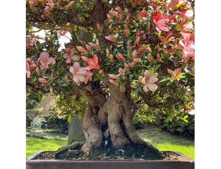 Rhododendron Indicum Laterinum Yata-no-Kagami - Azalée - 60 cm