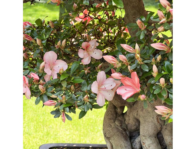 Rhododendron Indicum Laterinum Yata-no-Kagami - Azalea - 60 cm