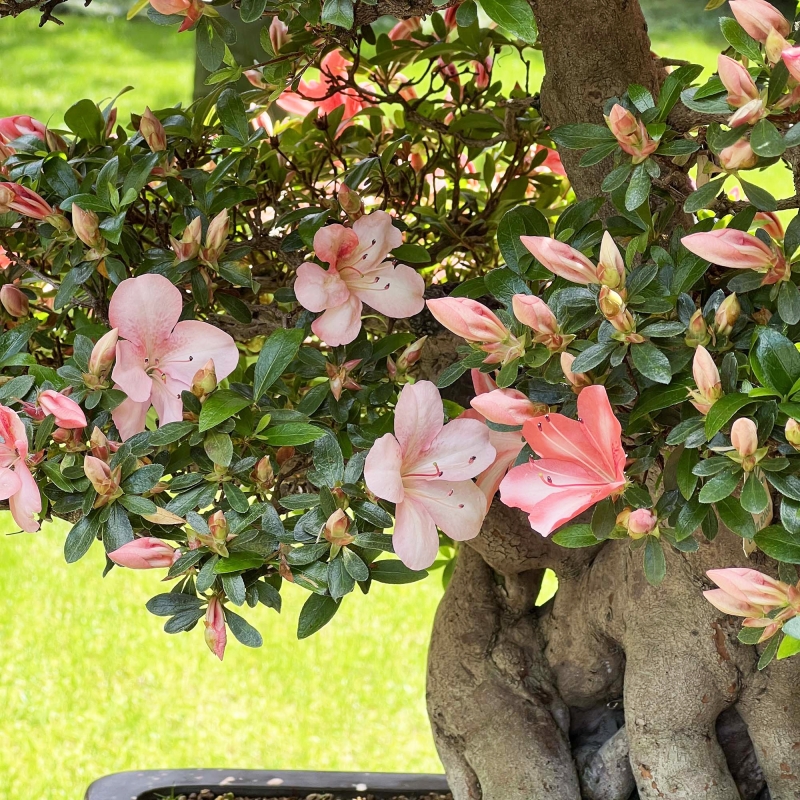 Rhododendron Indicum Laterinum Yata-no-Kagami - Azalée - 60 cm