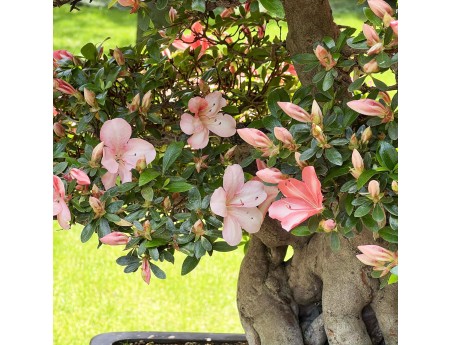 Rhododendron Indicum Laterinum Yata-no-Kagami - Azalea - 60 cm