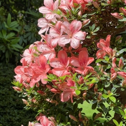 Rhododendron Indicum Laterinum Yata-no-Kagami - Azalée - 60 cm