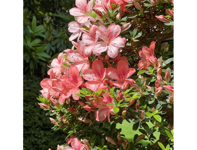 Rhododendron Indicum Laterinum Yata-no-Kagami - Azalea - 60 cm