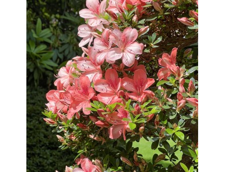 Rhododendron Indicum Laterinum Yata-no-Kagami - Azalea - 60 cm
