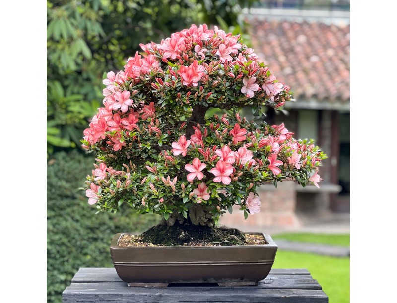 Rhododendron Indicum Laterinum Yata-no-Kagami - Azalea - 60 cm