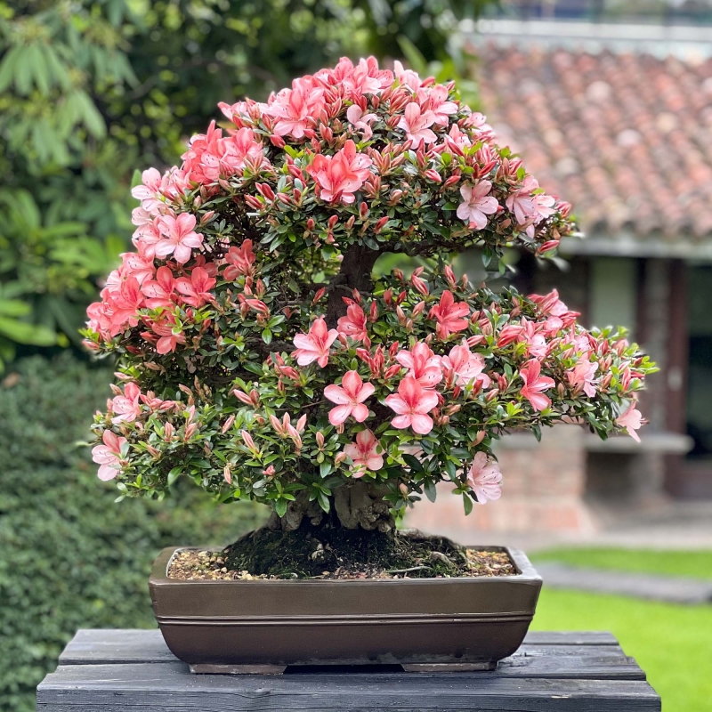 Rhododendron Indicum Laterinum Yata-no-Kagami - Azalée - 60 cm