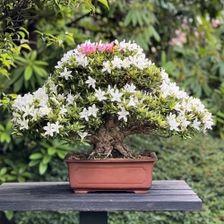 Rhododendron Indicum Hakurin - Azalea - 51 cm