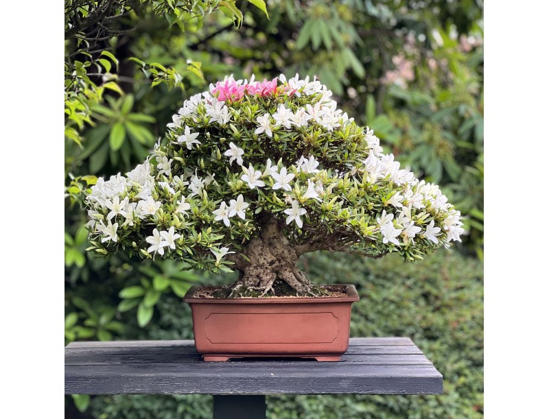 Rhododendron Indicum Hakurin - Azalée - 51 cm
