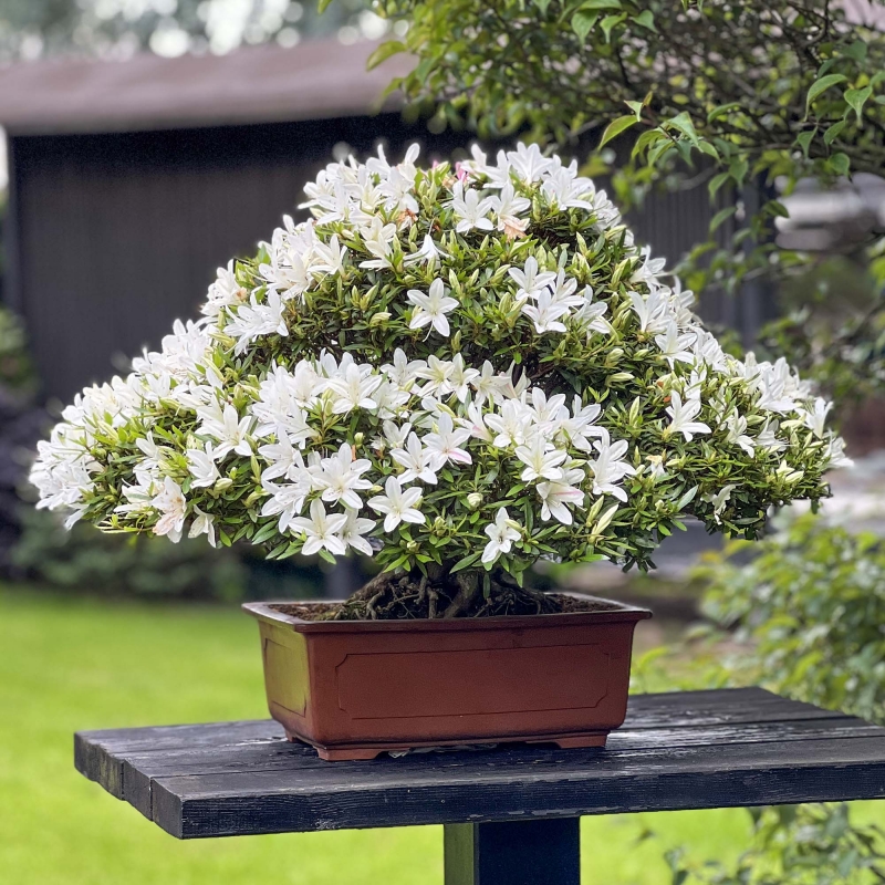 Rhododendron Indicum Hakurin - Azalée - 51 cm