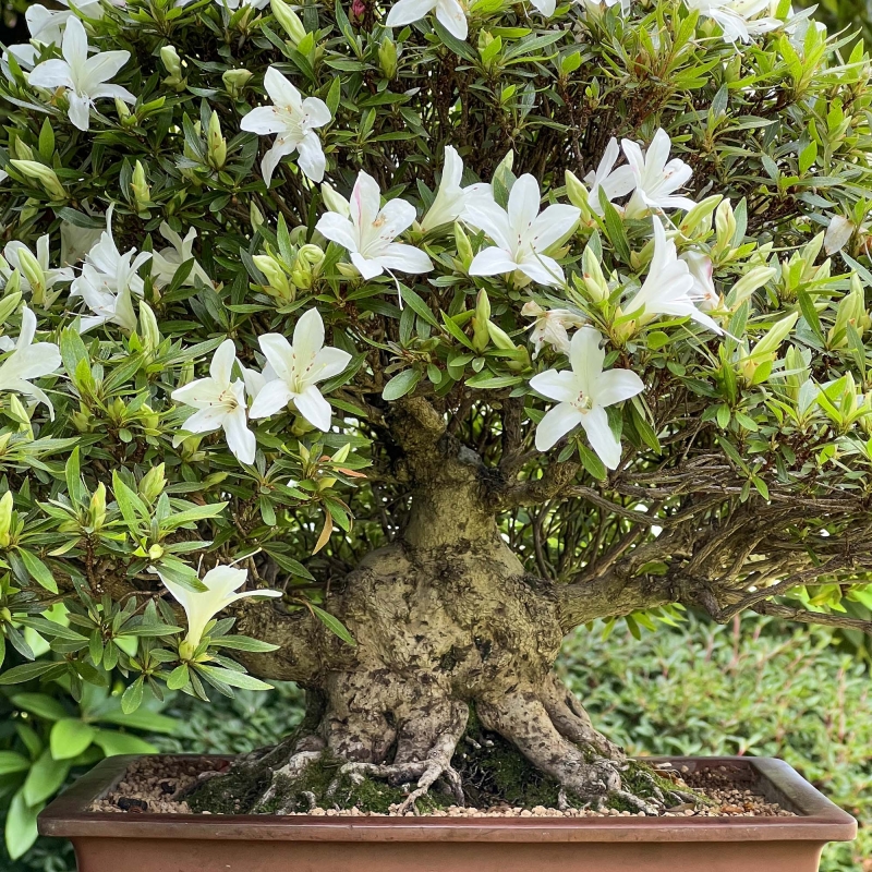 Rhododendron Indicum Hakurin - Azalea - 51 cm