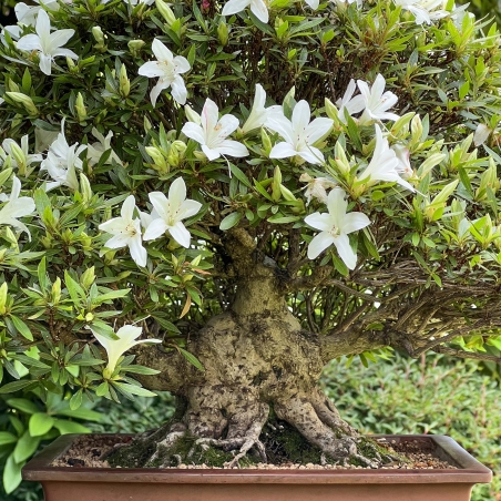 Rhododendron Indicum Hakurin - Azalée - 51 cm