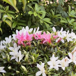 Rhododendron Indicum Hakurin - Azalea - 51 cm