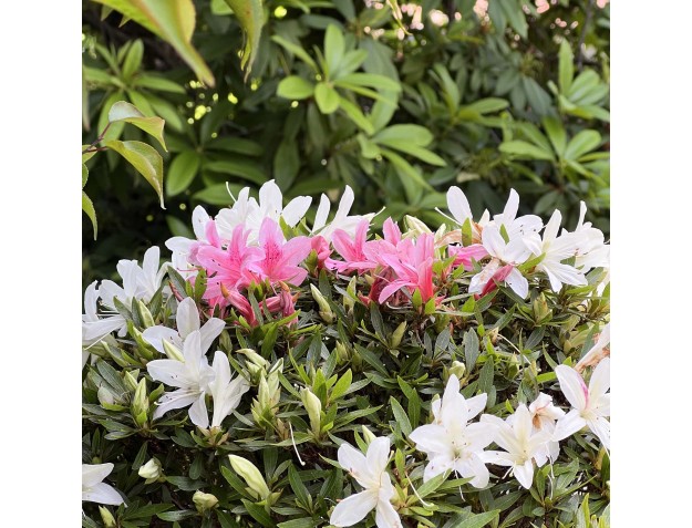 Rhododendron Indicum Hakurin - Azalée - 51 cm 2