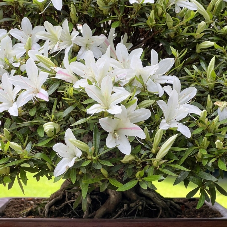 Rhododendron Indicum Hakurin - Azalée - 51 cm