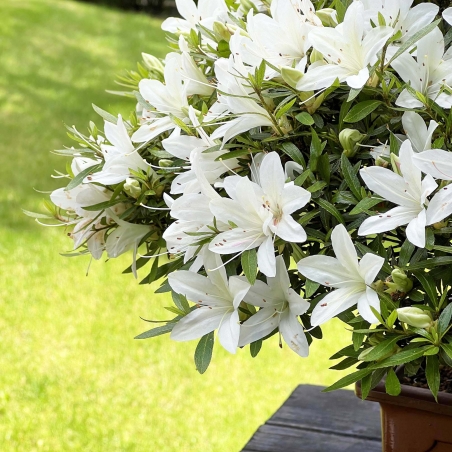 Rhododendron Indicum Hakurin - Azalea - 51 cm