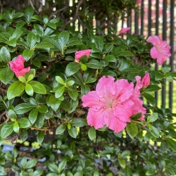 Rhododendron Indicum Asahi-no-Ikari - Azalée - 120 cm