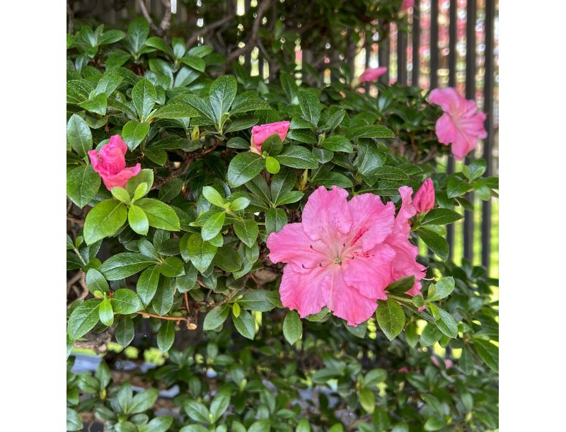 Rhododendron Indicum Asahi-no-Ikari - Azalea - 120 cm