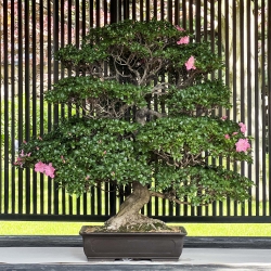 Rhododendron Indicum Asahi-no-Ikari - Azalea - 120 cm