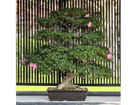 Rhododendron Indicum Asahi-no-Ikari - Azalea - 120 cm