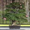 Rhododendron Indicum Asahi-no-Ikari - Azalée - 120 cm