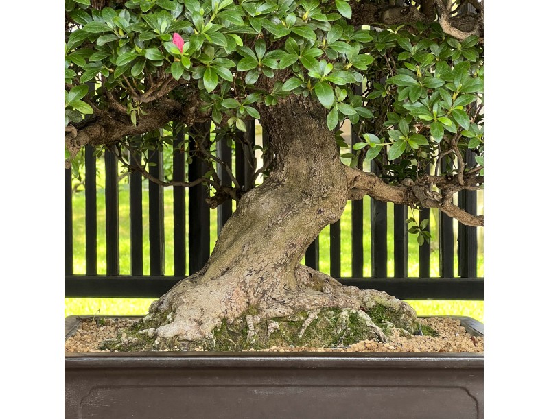 Rhododendron Indicum Asahi-no-Ikari - Azalée - 120 cm