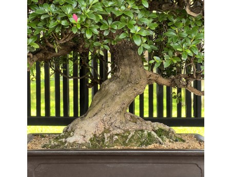 Rhododendron Indicum Asahi-no-Ikari - Azalée - 120 cm