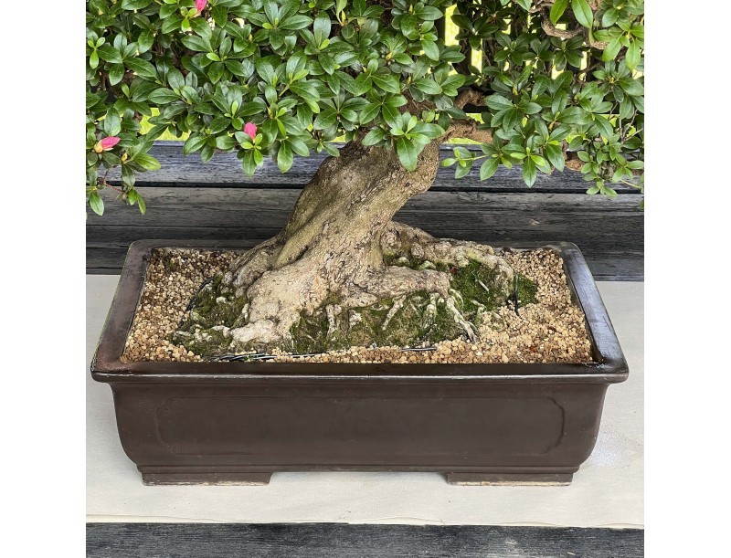 Rhododendron Indicum Asahi-no-Ikari - Azalée - 120 cm