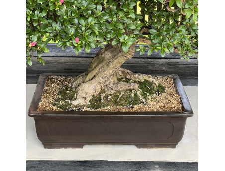 Rhododendron Indicum Asahi-no-Ikari - Azalea - 120 cm