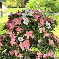 Rhododendron Indicum Nikko - Azalée - 85 cm