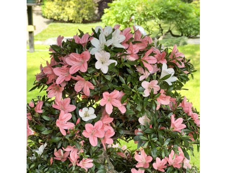 Rhododendron Indicum Nikko - Azalea - 85 cm