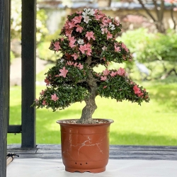 Rhododendron Indicum Nikko - Azalée - 85 cm