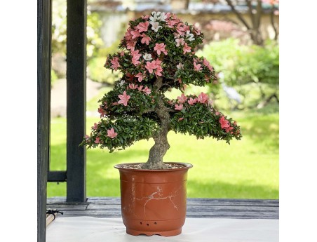 Rhododendron Indicum Nikko - Azalée - 85 cm
