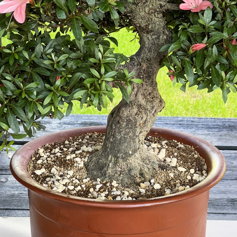 Rhododendron Indicum Nikko - Azalée - 85 cm