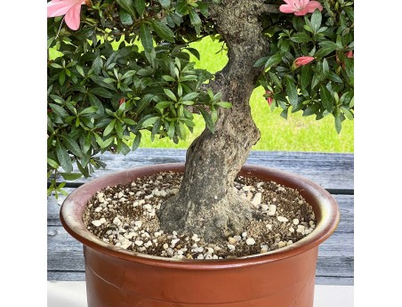 Rhododendron Indicum Nikko - Azalea - 85 cm