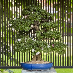 Rhododendron Indicum Akemi-no-Tsuki - Azalea - 94 cm