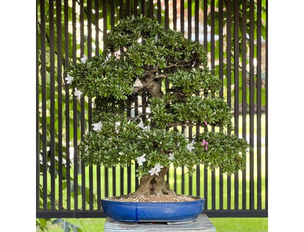 Rhododendron Indicum Akemi-no-Tsuki - Azalée - 94 cm