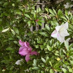 Rhododendron Indicum Akemi-no-Tsuki - Azalea - 94 cm