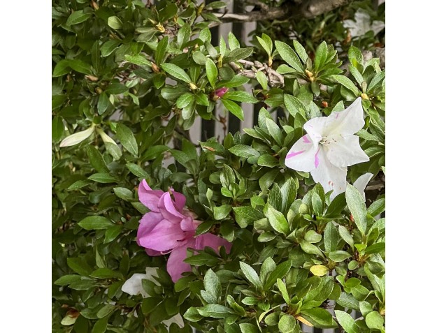 Rhododendron Indicum Akemi-no-Tsuki - Azalée - 94 cm 2