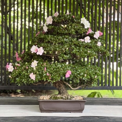 Rhododendron Indicum Laterinum - Azalea - 92,5 cm