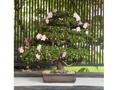 Rhododendron Indicum Laterinum - Azalea - 92,5 cm