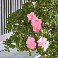 Rhododendron Indicum Laterinum - Azalea - 92,5 cm
