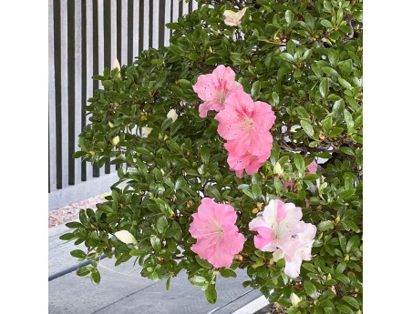 Rhododendron Indicum Laterinum - Azalée - 92,5 cm