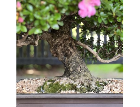 Rhododendron Indicum Laterinum - Azalea - 92,5 cm