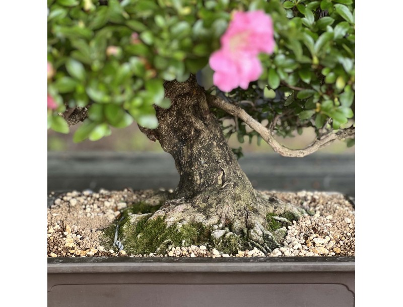 Rhododendron Indicum Laterinum - Azalea - 92,5 cm