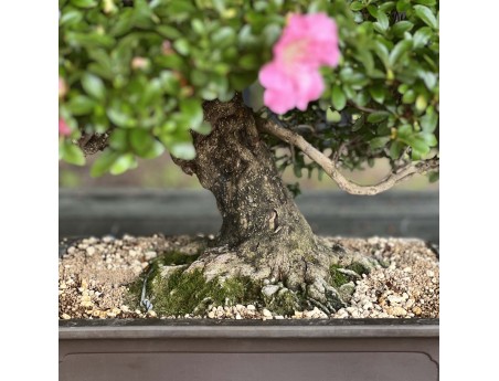 Rhododendron Indicum Laterinum - Azalée - 92,5 cm