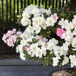 Rhododendron Indicum Asahi-no-Ikari - Azalea - 152 cm